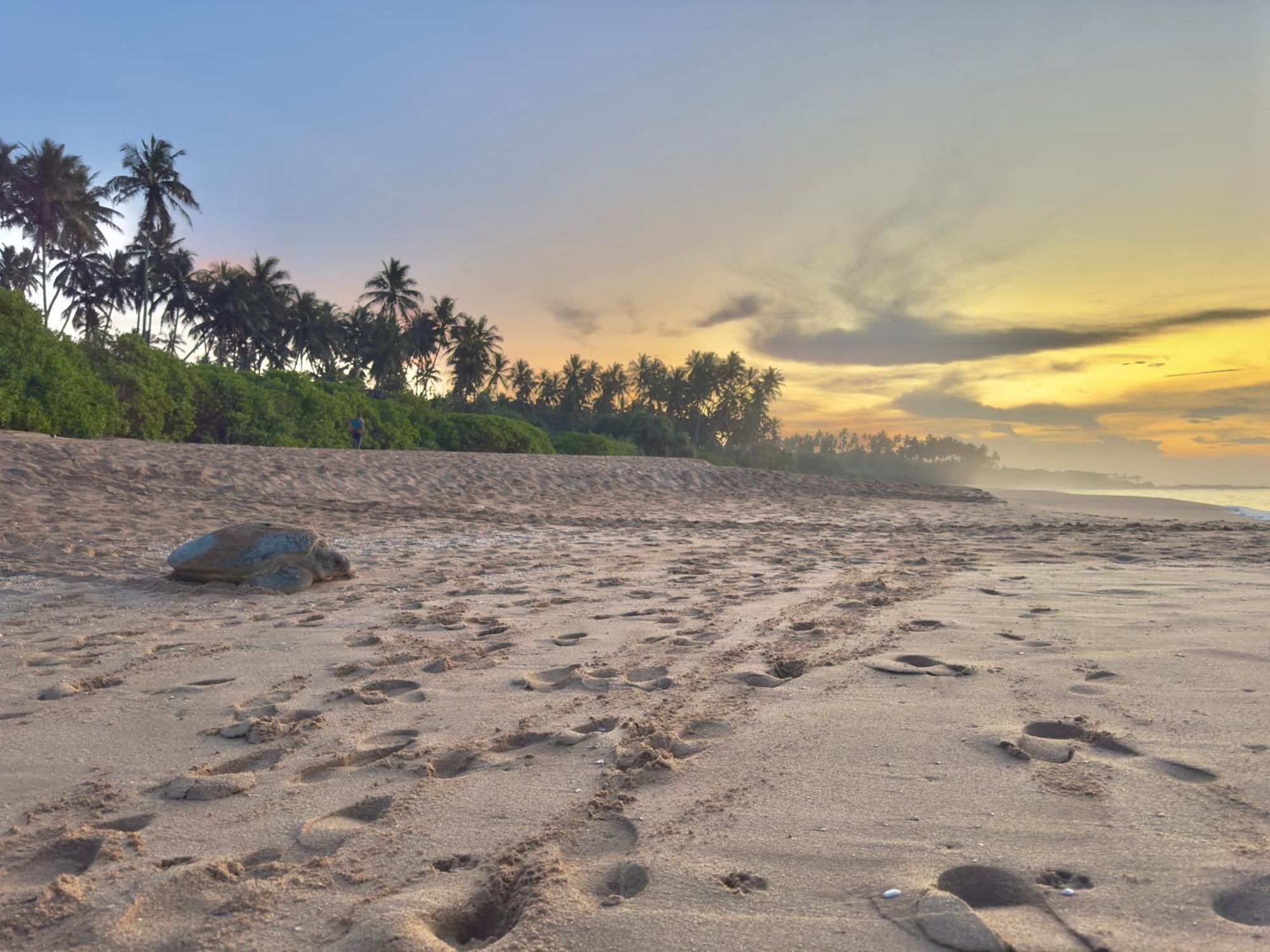 Rekawa Turtle Gate Hotel Tangalle Bagian luar foto